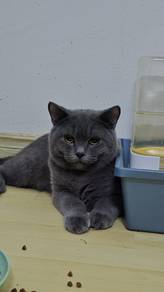 Kucing BSH