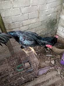ibu ayam pama
