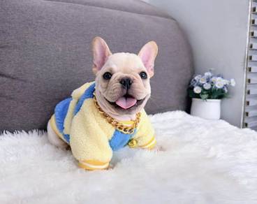 FRENCH BULLDOG PUPPIES VIP261🌻Cute & Healthy Boy
