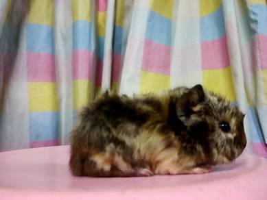 Guinea Pig
