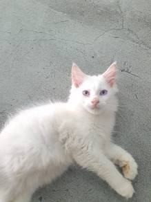 Mix Mainecoon oddeyes jantan