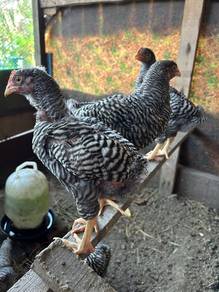 anak ayam bpr