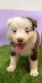 Border collie special marking