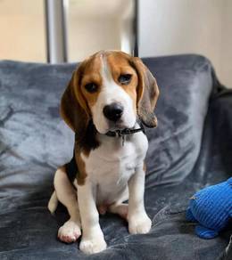 A2712 Teddy-like Beagle Pretty Tan Brow Little Pup