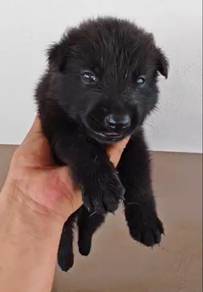 Belgian Shepherd