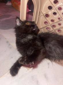 Adorable Black Cat