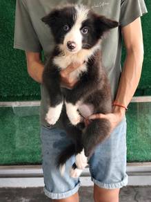 Border Collie Puppy边境牧羊幼犬🐕‍🦺