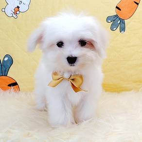 Maltese