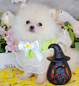 Pomeranian