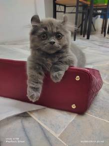 Munchkin +curl