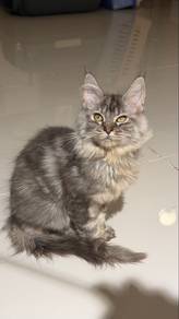 mainecoon kitten silver
