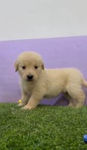 Golden retriever mka big bone