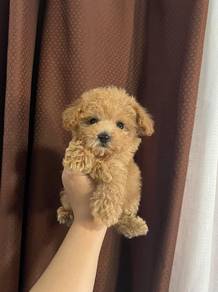 Cavapoo2