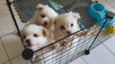mix puppy