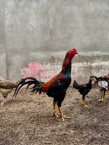 Anak Ayam Baka Baik