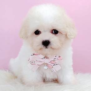Poochon