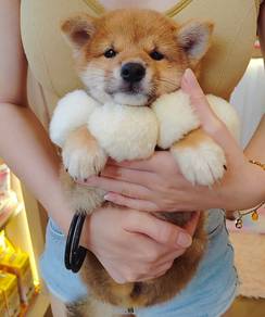 Shiba Inu