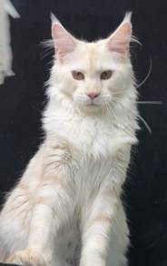 Maincoon cameo