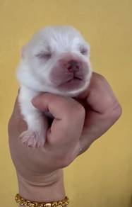 Pomeranian