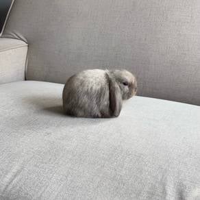 Holland lop bunny rabbit arnab ear lop