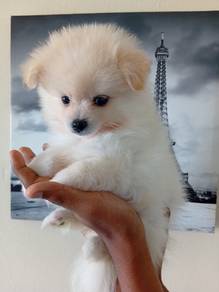 Tiny Pomeranian 