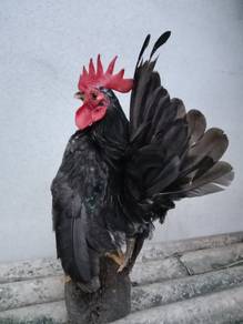 Ayam serama