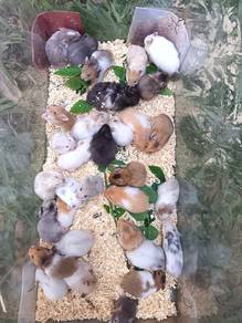 Syrian Hamster 