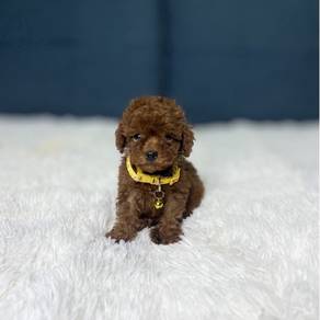 Tiny Poodle Puppy Available – JB & KL
