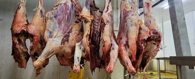 Daging Lembu Carcass