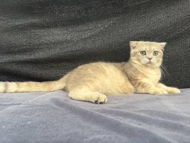 Scottish golden