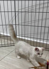 Kucing Persian ColorPoint