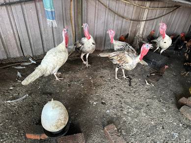 Ayam Piru / Belanda