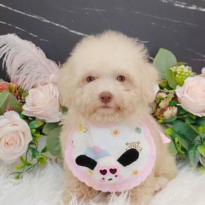 Maltipoo