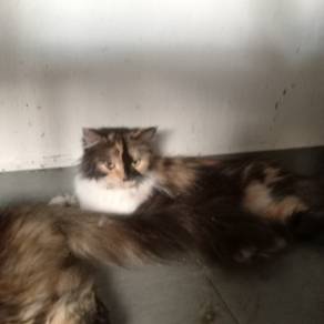 dlh Persian 