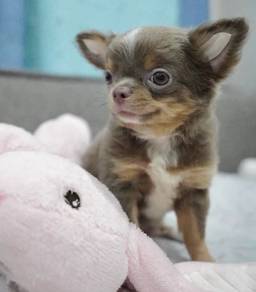 CHIHUAHUA PUPPIES VIP10 🌷Head Apple Bonnie Dog