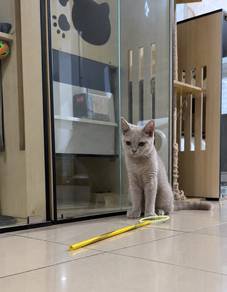 Grey BSH