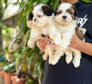 Shih Tzu Puppy