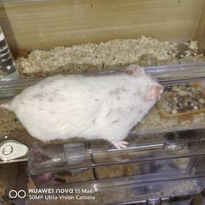 Hamster Syirian Dominant Spot Female