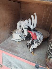 Ayam serama 