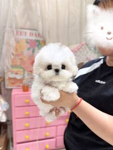Mini Bichon 