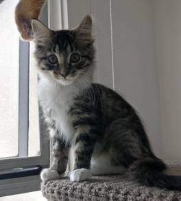 Mainecoone Mix Persian