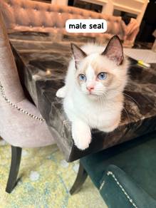 Pure Breed Ragdoll 