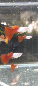 ikan guppy Silverado red tail
