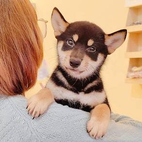 Shiba INu
