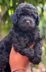 black poodle