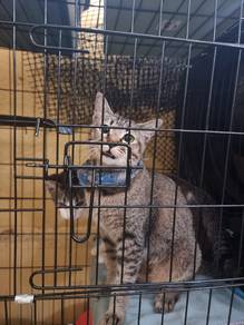 Cats for adoption