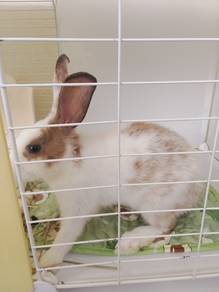 Cute and healthy rabbit to let go