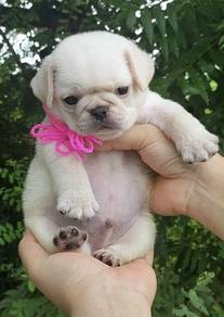PUG PUPPIES 677 🌻 New Born Male White