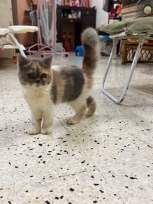 ESH Exotic Short Hair cat kitten kucing