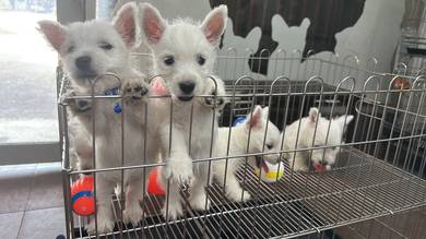 West Highland Terrier Puppies 4m7f